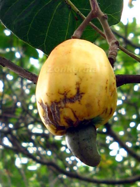 Cashew Nut