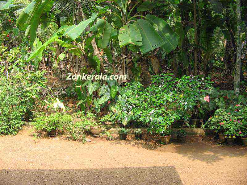 Kerala Photos : Home : Garden plants : Garden In A Kerala Home
