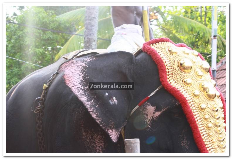 Haripad utsavam pakalpooram photos 7