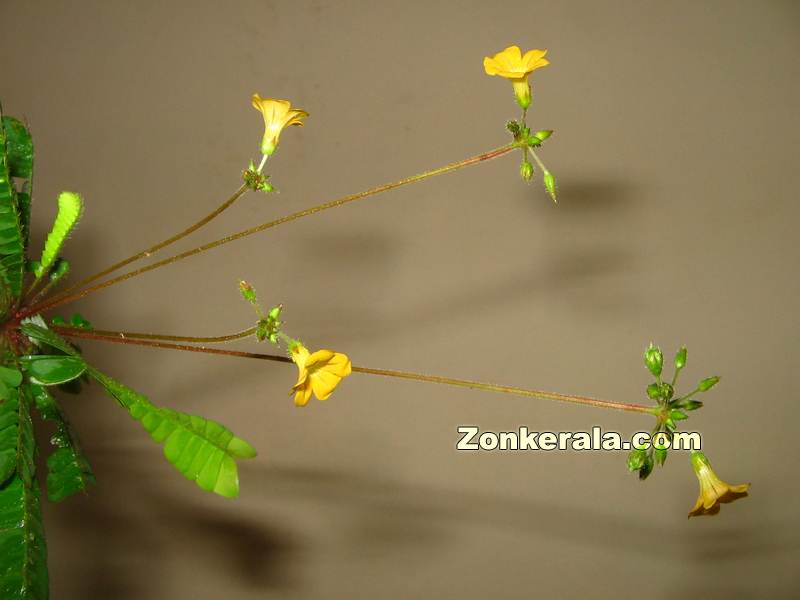 Mukkutti flower