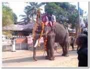 Decorated elephant