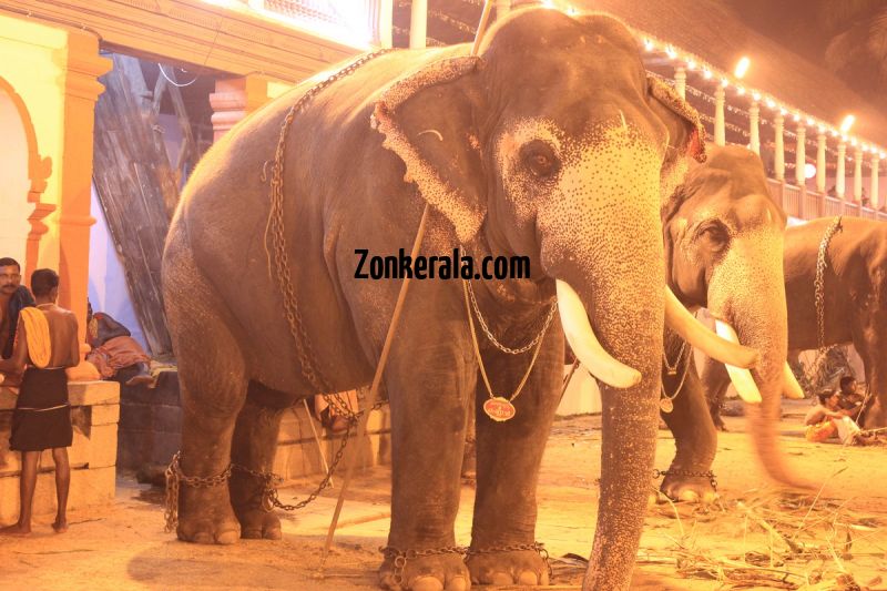 Elephants at poornathrayeesa temple 377