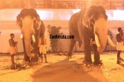Elephants for vrischikotsavam tripunithura temple 1 848