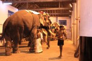Elephants for vrischikotsavam tripunithura temple 10 195