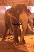 Elephants for vrischikotsavam tripunithura temple 2 473