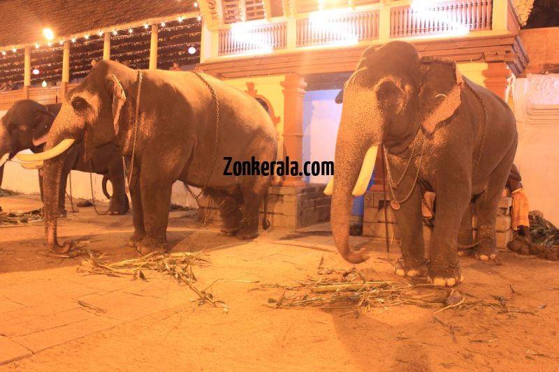 Elephants for vrischikotsavam tripunithura temple 3 493