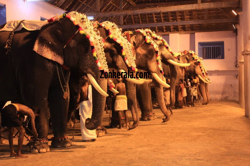 Elephants for vrischikotsavam tripunithura temple 4 881