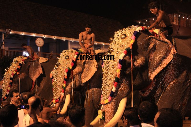 Elephants for vrischikotsavam tripunithura temple 5 892