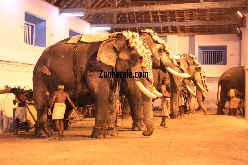 Elephants for vrischikotsavam tripunithura temple 6 73