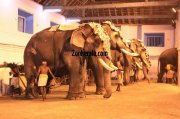Elephants for vrischikotsavam tripunithura temple 6 889