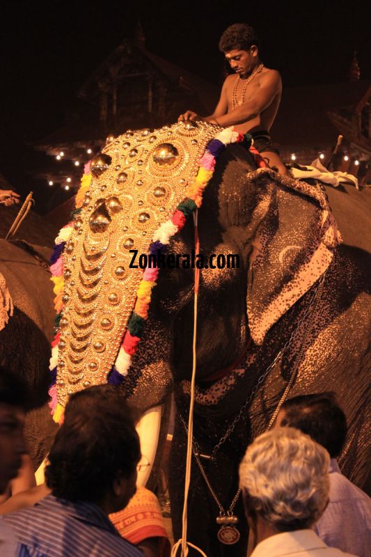 Elephants for vrischikotsavam tripunithura temple 7 313