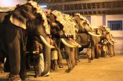 Elephants for vrischikotsavam tripunithura temple 8 247