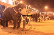 Elephants for vrischikotsavam tripunithura temple 9 844