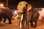 Elephants for vrischikotsavam tripunithura1 239