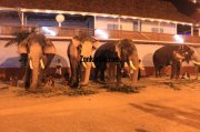 Elephants for vrischikotsavam tripunithura2 909