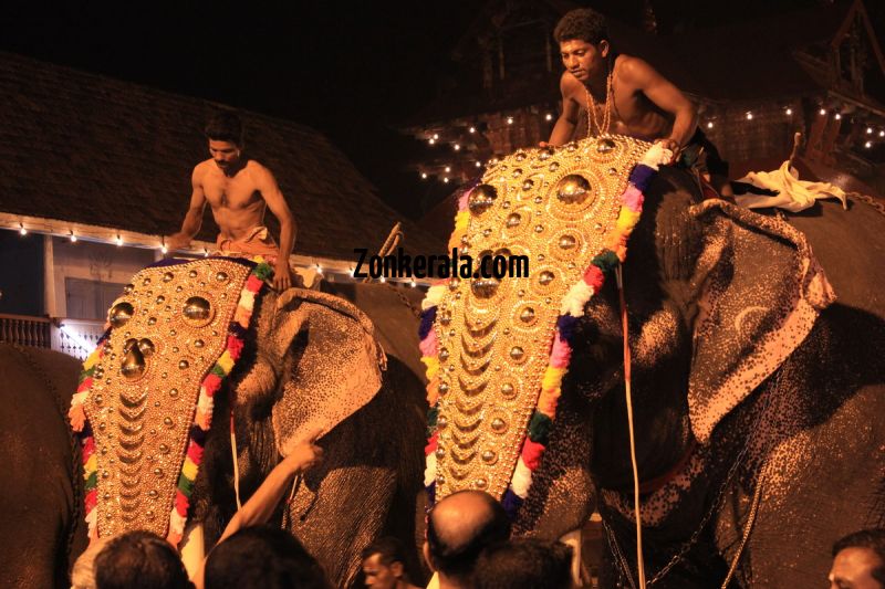 Elephants for vrischikotsavam tripunithura3 11