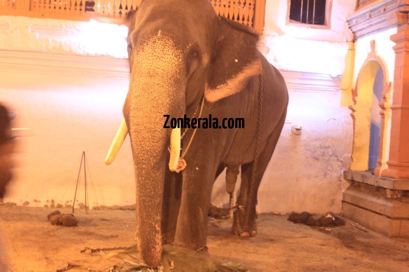 Elephants for vrischikotsavam tripunithura4 166