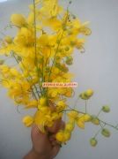 Kanikonna flower for vishu 1