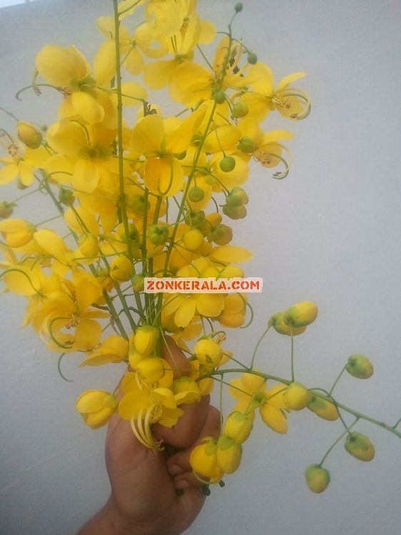 Kanikonna flower for vishu 1