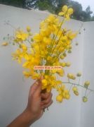 Kanikonna flower for vishu 2