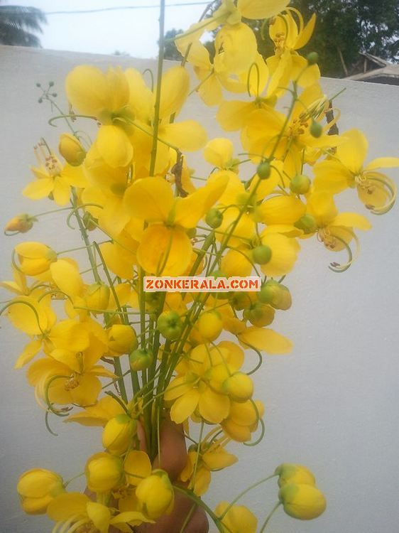 Kanikonna flower for vishu 3