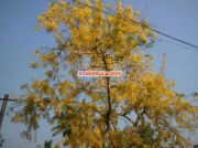 Kanikonna for vishu 1