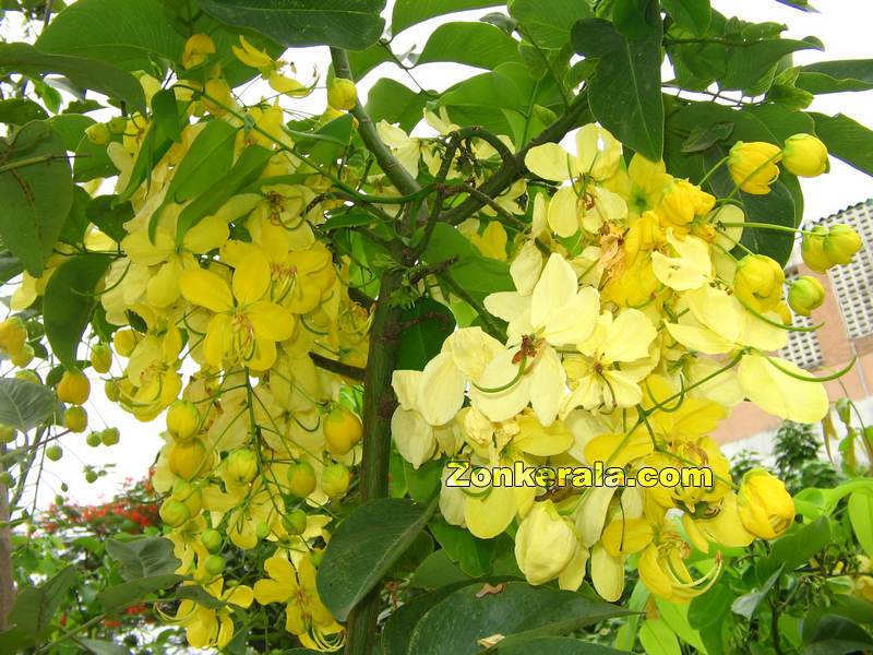 Vishu konna flower