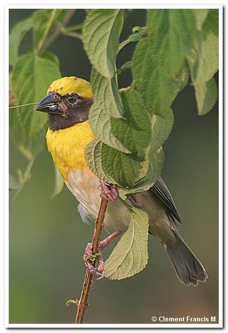 Baya weaver