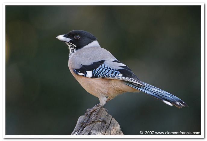 Black headed jay