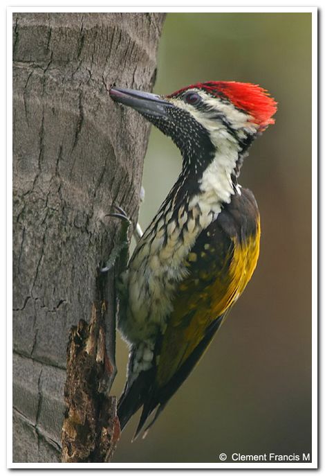 Black rumped flameback woodpecker