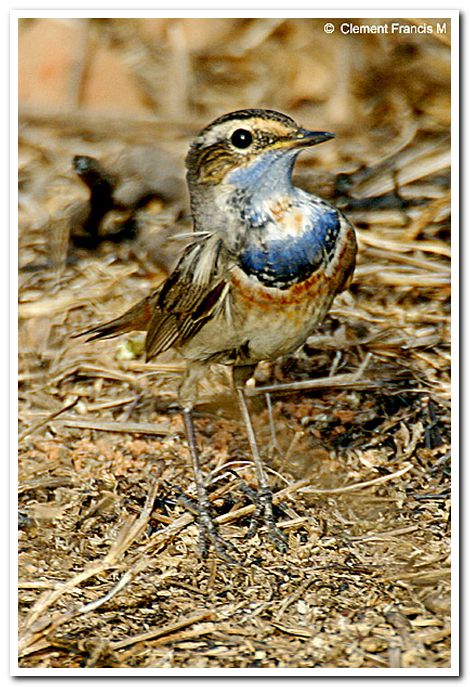 Bluethroat