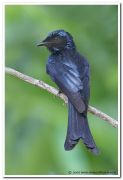 Bronzed drongo