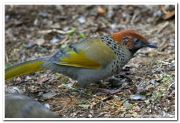 Chestnut crowned laughingthrush