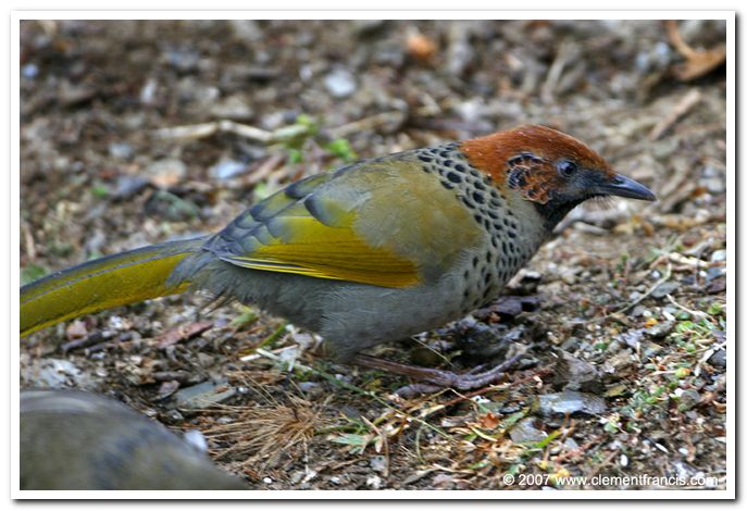 Chestnut crowned laughingthrush