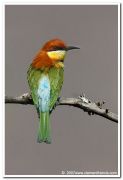 Chestnut headed bee eater