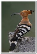 Common hoopoe