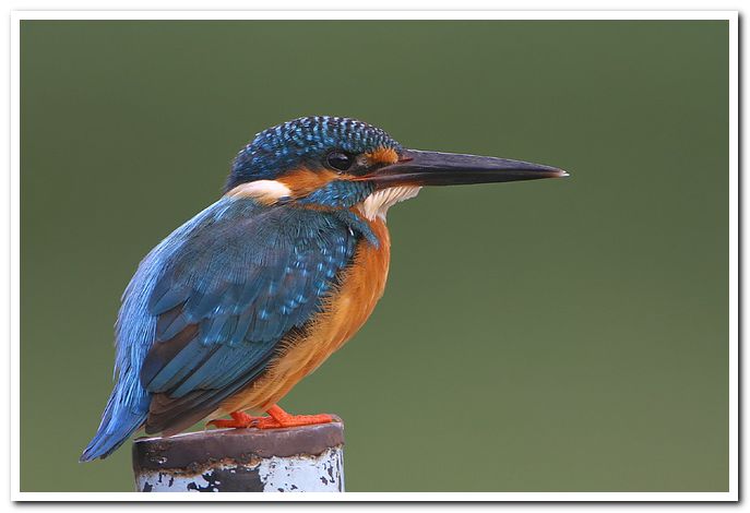 Common kingfisher