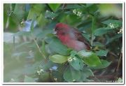 Common rosefinch