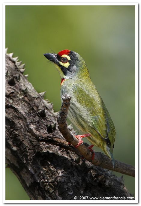 Coppersmith barbet