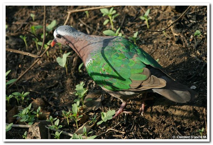 Emerald dove