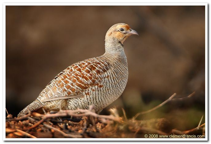 Grey francolin