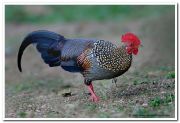 Grey jungle fowl