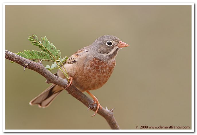 Grey necked bunting