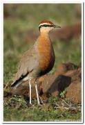 Indian courser