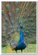 Indian peafowl