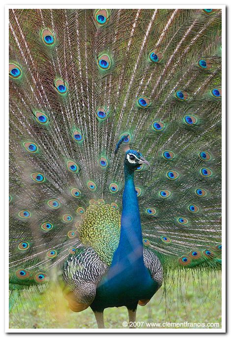 Indian peafowl