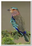 Indian roller