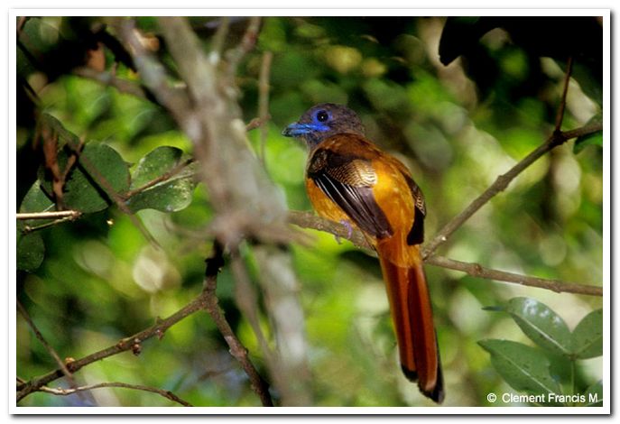 Malabar trogon