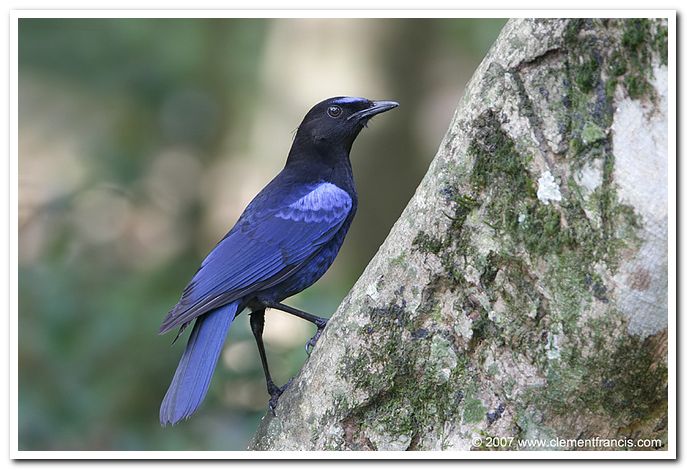 Malabar whistling thrush