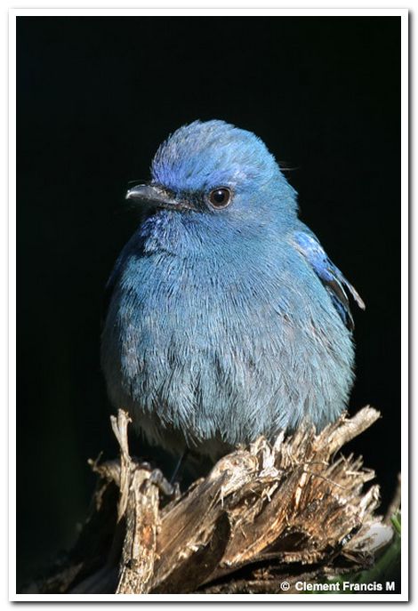 Nilgiri flycatcher